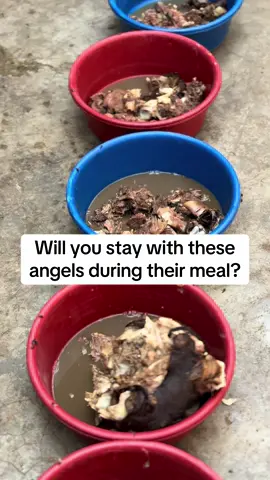 Please give us a helping hand in making sure that our rescues have such meals (meat) for two times a week. #Love #dog #fyp #tiktok #music 