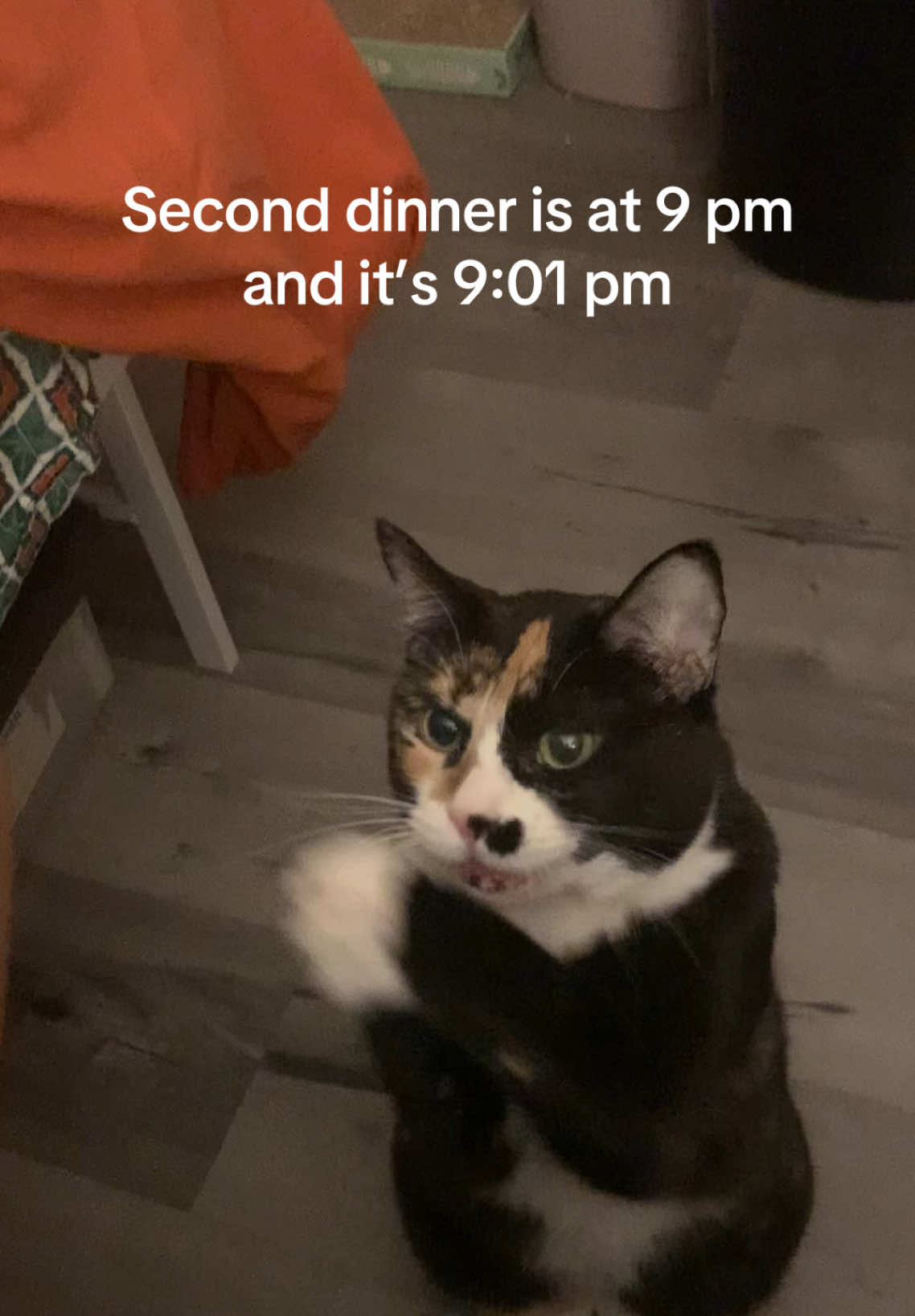 Then she screams at me the whole time I’m plating her food #cats #catsoftiktok #calicocat #meowing #chattycat  