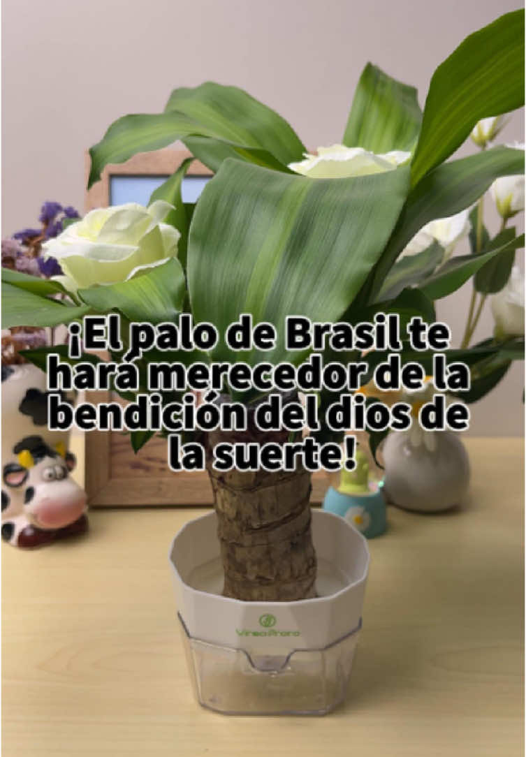 El Pieza Brasileña de Suerte, que simboliza riqueza y buena fortuna, crece vigorosamente con agua regular, mantiene su verdor en todas las estaciones y emite una fragancia floral cautivadora. #luckywood#Brazil#luckytree#TikTok#shopping#plants