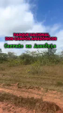 📍 Parque Nacional dos Campos Amazônicos Localizado no sul do Amazonas, com áreas também em Rondônia e uma pequena porção em Mato Grosso, o parque abrange os municípios de Novo Aripuanã, Manicoré, Humaitá (AM), Machadinho d’Oeste (RO) e Colniza (MT). 🌿 É uma das poucas unidades de conservação que protege ecossistemas de transição entre os biomas Amazônia e Cerrado, com formações campestres raras na região Norte. Criado em 2006, possui cerca de 961 mil hectares de biodiversidade única. #CamposAmazônicos #ICMBio #ParqueNacional #Amazônia #Cerrado  
