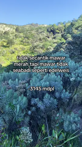 Bunga edelweis merbabu 🫶 #pendakigunung #bungaedelwies #gunungmerbabu 