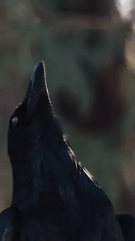 Gagak adalah burung cerdas dari keluarga Corvidae, yang dikenal dengan warna bulunya yang hitam pekat dan suara khas “kraaa”. Burung ini sering dianggap simbol misteri atau kematian di berbagai budaya, tetapi sebenarnya gagak adalah hewan yang sangat pintar. #capcut #gagakhitam #animal #fyp 