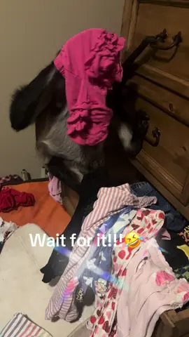 This is why she doesn’t get to pick out her clothes🤣🐒🤷‍♀️ #bellbottoms #suchadiva #fyp #charlotteandminicoop #thatmonkeylady 
