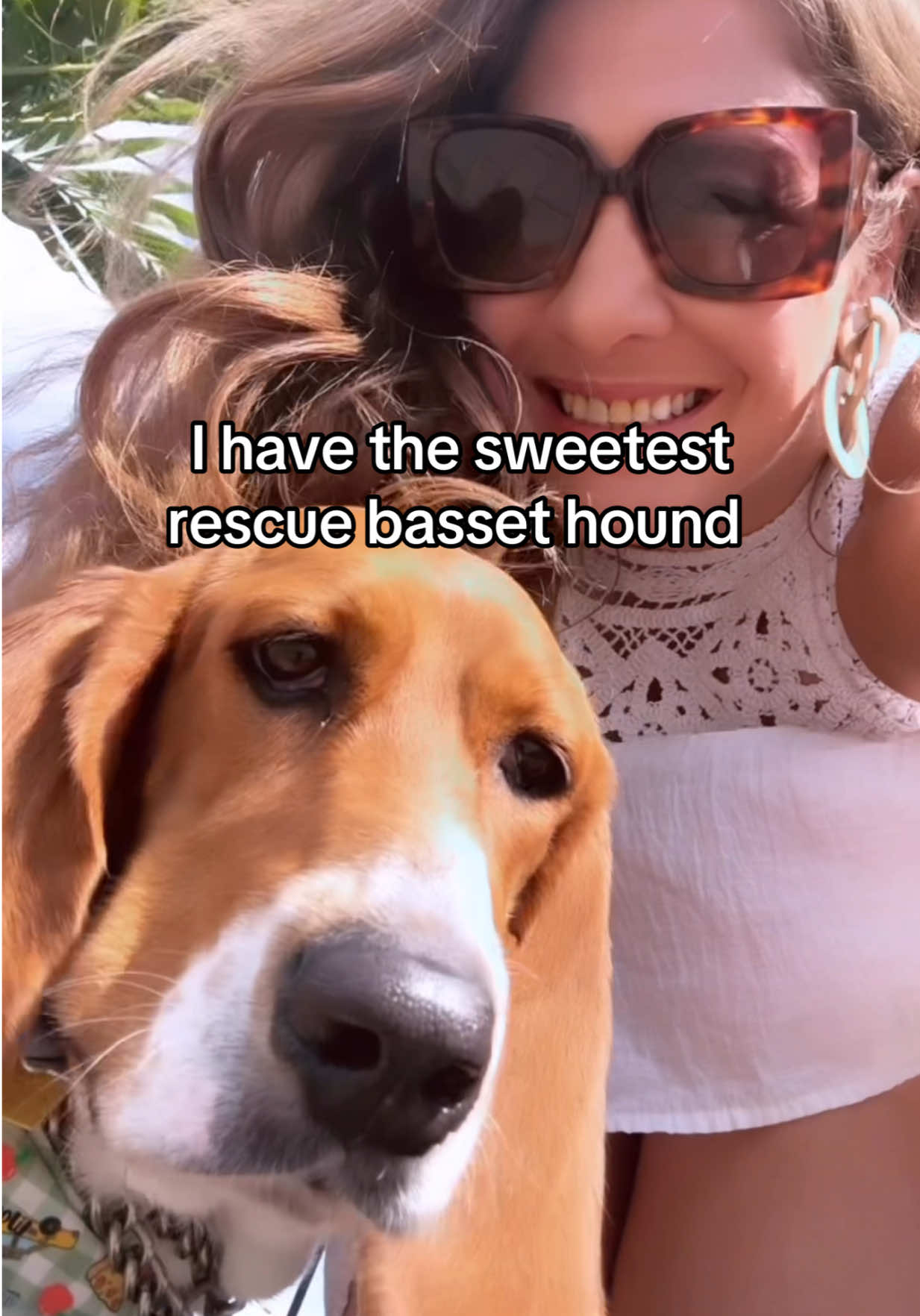 She’s always good as gold. 🥰 Sophi wants you to drop your favorite pet brands & pet friendly places! 🐾 #bassethound #bassethoundsoftiktok #dogsoftiktok #rescuedog #adoptdontshop 