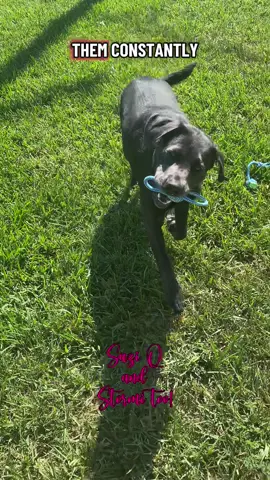 This is now her go to toy! #suziqcustomdesign #creativecraftingconcepts #suziqandstormitoo #braidedropedogtoys #ropesetforpet #aurapetshop #aurapets #aurapetsdogtoys #aurapetstoys 