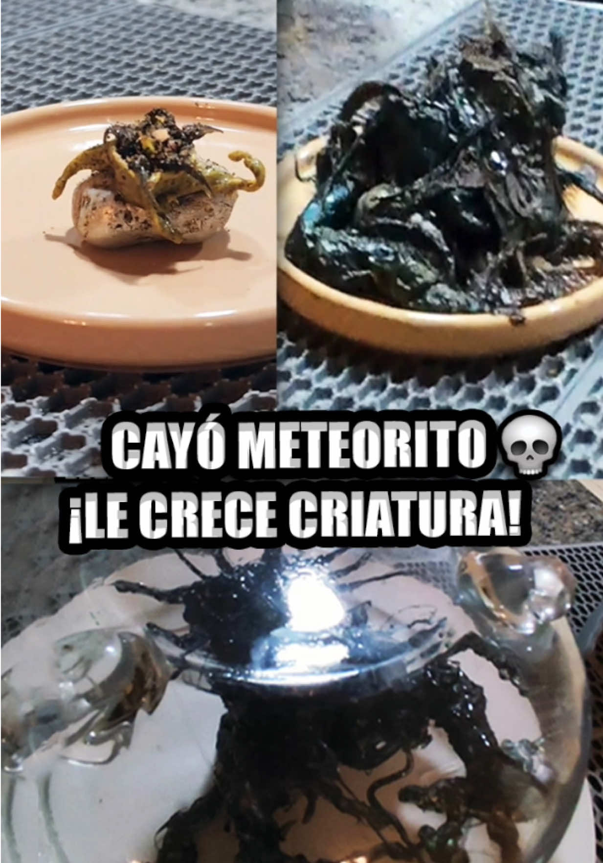 CRECE CRIATURA REAL en METEORITO CAÍDO en PANAMÁ! 💀 Video completo en mi canal de YouTube (link en mi bio) Esta es su cuenta de TikTok @Kin👾  ¿Sabías lo que pasó en Panamá? Cayó un meteorito y le está creciendo una criatura extraña real. Parece ciencia ficción, pero esto es real. Todo estra grabado por un hombre llamando Kin y documenta todo en TikTok. Esto está pasando ahora, acaba de caer un meteorito en Panamá y este hombre agarró parte de él, una roca que al grabarla todos los días le va creciendo una criatura que parece tener tentáculos. ¿Será una criatura de otro planeta?  Muchos creen que es un hongo llamado Clathrus Archeri, también conocido como dedos de diablo pero esto es diferente... #meteorito #CITRA #Nosey #animatronico #lucascastel 