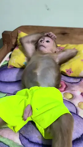 Baby monkey Miker 