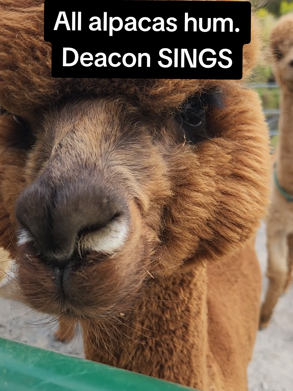 All alpacas hum...Deacon just discovered autotune 🦙🎶 #AlpacaTok #FarmTok #FunnyAnimals #AlpacaLife #autotune 
