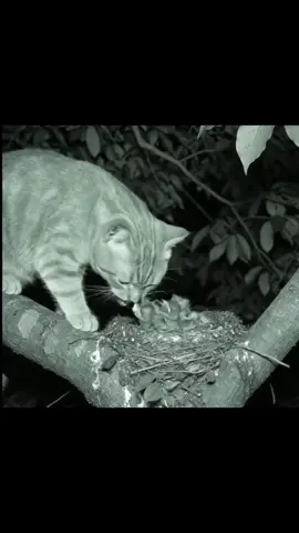 i kendi ağzıyla besleyen  bir kedi 
