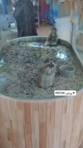 😂😂 #ملتي_مِڼـّي_حياتي🌚💞🦚 