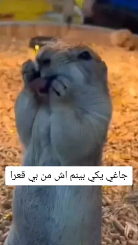 😂😂 #ملتي_مِڼـّي_حياتي🌚💞🦚 