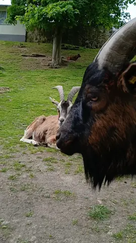 Kennst Du einen Philipp? #funnyvideo  #philipp  #viral #ziege  #fyp