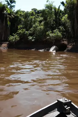 Giant Amazon Anaconda Hunt: The Longest Snake Ever Caught Alive!