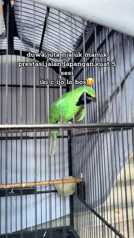 jangan ya dek yaa😓#fyp #cucakijomania #jamtrokmaniaindonesia #kicaumania 