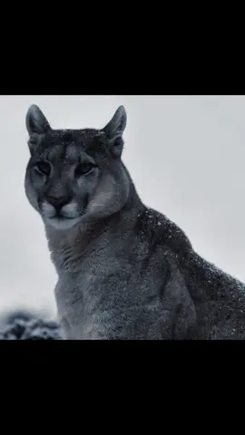 Puma 🔥🥷🏻.                #zoologytok #fyp #animal #nature #viral 