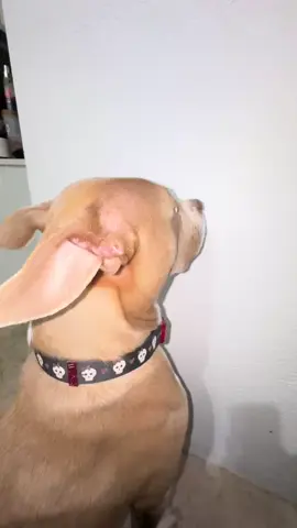 she put herself in time out??? #dogsoftiktok #pittiesoftiktok #fyp 