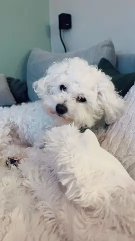 Voici poppy #bichon 