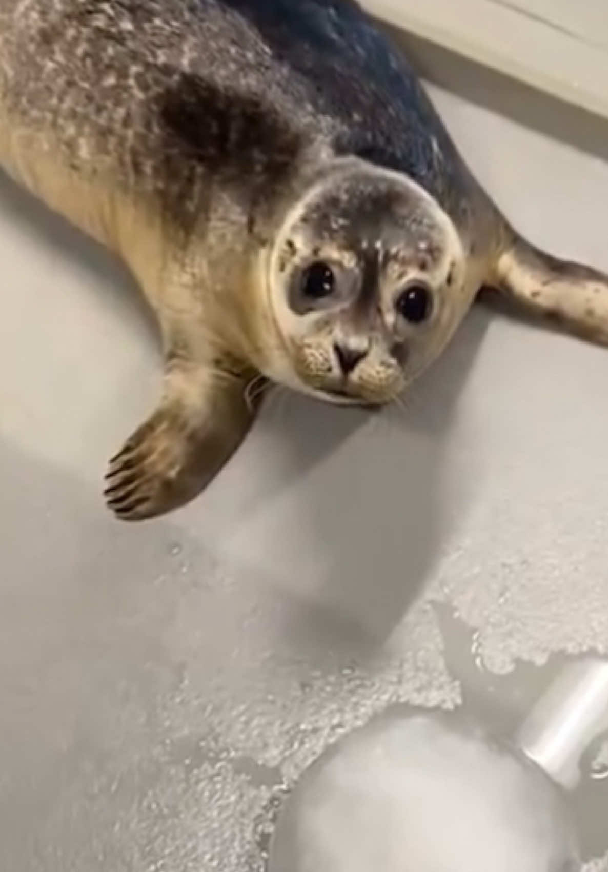 お魚を待っていたら未知(氷)との遭遇に戸惑うアントンくんのスタッフさんを見上げる顔が可愛い🧊 ※スタッフさん公式Ｘより #アザラシ幼稚園