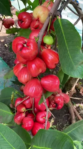 Pesona jambu air semua jenis ya kak #fyp #fypage #jambuairblackguava #fyppppppppppppppppppppppp 