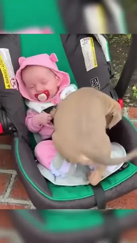 Dogs love ❤️  #dogsoftiktok #doglove #dogslove #loveyou #fyp #viral #dogs #funnydogs #videoviral #videos 