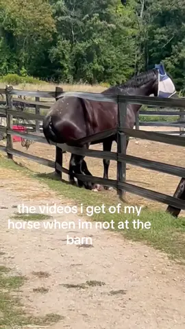 honestly could be worse #spirit #horse #equestrian #funny #animals 