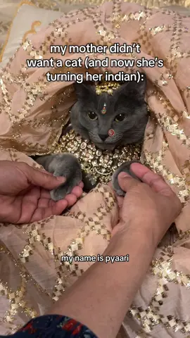 I think pyaari was made for bollywood  #cats #cat #cattok #animals #fyp 