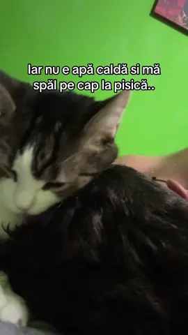 Bagă acolo Puca că ți dau plic promit.. #tiktokromania #fyp #pisica 