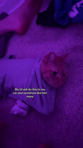 I don’t save him in situations like this bc he picks my bf over me • #cats #cat #catsoftiktok #catlovers #kitty 