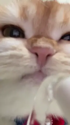 So cute #cutecat #pet #kucing #kitty 