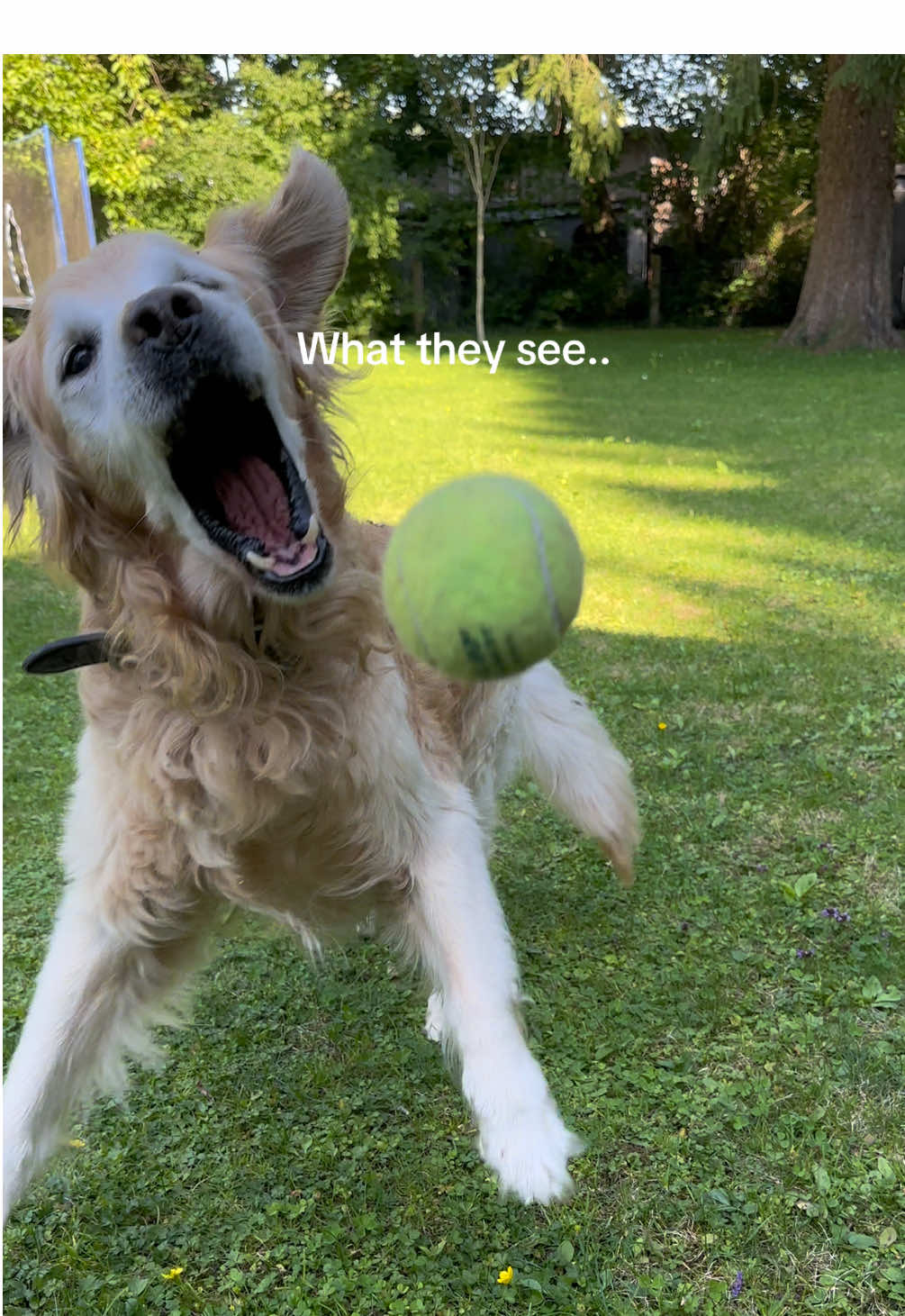 My little goofball. He may lost his strength but not his spirit.. #dog #goldenretriever #seniordog #dogsoftiktok #meetmypet 
