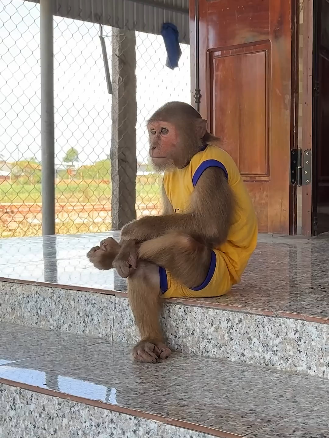 Laugh out loud! Cool monkey has no #oney🤩#cutis #monkey #funny #babymonkey #animals