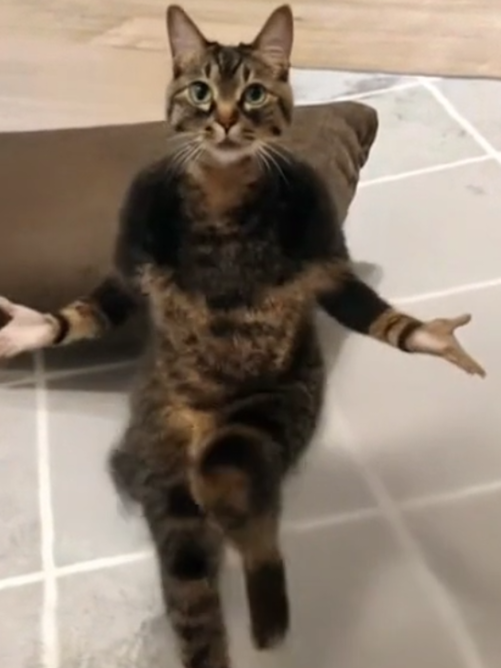 なにこれ😆 #catdance #猫ダンス #funnydance #猫のいる暮らし 