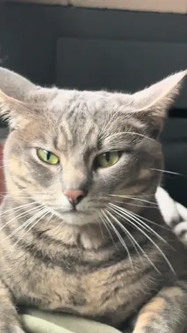 i have no words. #fyp #catsoftiktok 