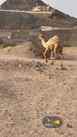 الله يفك عوقك ويشافيك 
