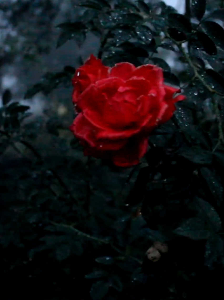🌹 #aesthetic 
