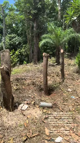 Se venden 3 lotes ubicados carretera que conduce a san Rafael cedros adelante de iglesia cerro colorado cuenta con dos entradas calle interna y a la orilla de la carretera  Mayor información al 7785-9874 o 6848-6291  Escrituras registradas   #ilobasco #estadosunidos🇱🇷 #503🇸🇻 #503 #bienesyraices 