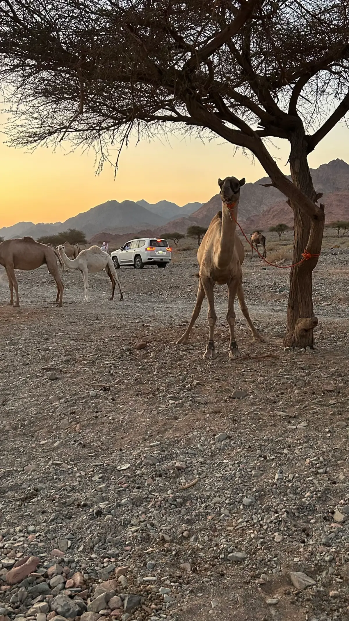 #المشتاء #عطياالله #تبوك_الان 
