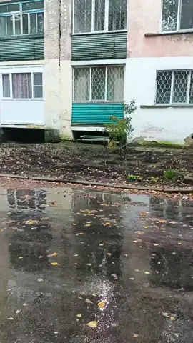 #CapCut #cat #котик 