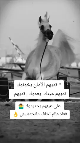 #خيول_عربية_اصيلة_🌹💙  #خيل_وخياله🐎  #المصمم_بوهيبه🎬بوهيبه🎵  #مجرد________ذووووووق🎶🎵💞  #اقتباسات_عبارات_خواطر🖤 