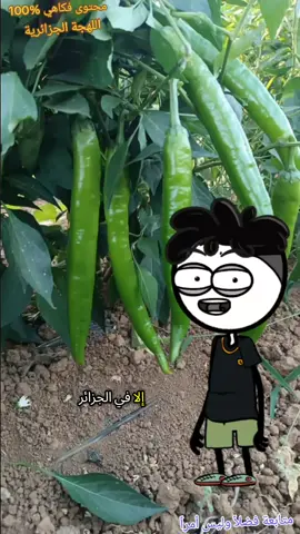 الفلفل الحار في الجزائر #squidgamenetflix #squidgame3 #الجزائر #الشعب #virale 