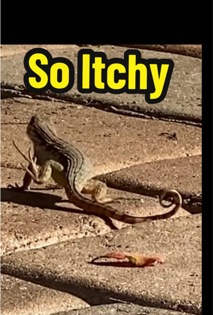 #curlytaillizards #jurassic #dino #lizard #reptile 