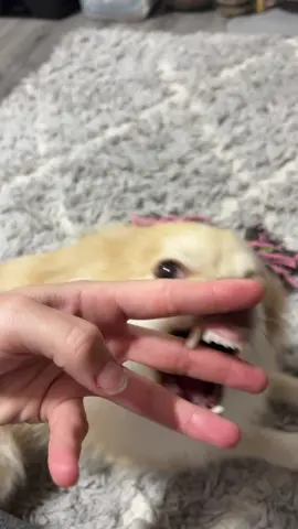 TW: vicious dog attack #dogattack #dangeroussmalldog #tiktoktrend 