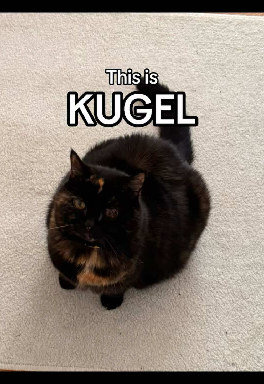 Anzeige || 🇺🇸 Meet Kugel – the gourmet queen with exquisite taste buds. Thanks to @PetsDeli, her wishes can be fulfilled. She'll definitely start her career as a fitness influencer soon, be prepared! Use Code: KUGEL25 for 25% off orders over €40!! Link in Bio :)  🇩🇪 Lernt Kugel kennen – die Gourmet-Queen mit exquisitem Geschmack. Dank @PetsDeli können ihre Futterwünsche in Fülle wahr werden. Bald startet sie außerdem ihre Karriere als Fitness-Influencerin, also bleibt gespannt! Code: KUGEL25 für 25% Rabatt ab 40€ Bestellwert!! Link in Bio :) #dailykugel #kugelthecat #kugel #catfood 