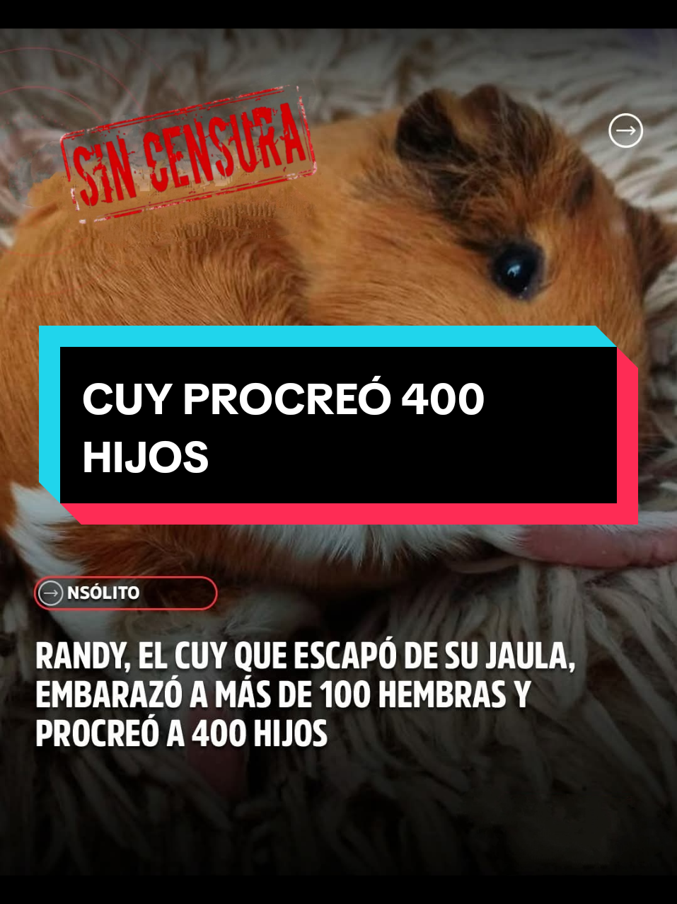 Randy, así se llama un cuy (roedor) que se hizo famoso tras escapar de su jaula y meterse al corral de las hembras donde se reprodujo a tal medida que obligó a ampliar las instalaciones del parque que habitaba. #cuy #peruanos #bolivia🇧🇴 #sincensurabolivia #viralreels 