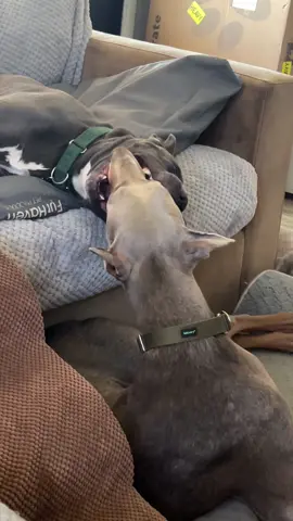 Boys will be boys 😅 #foster #shelter #rescue #adopt 
