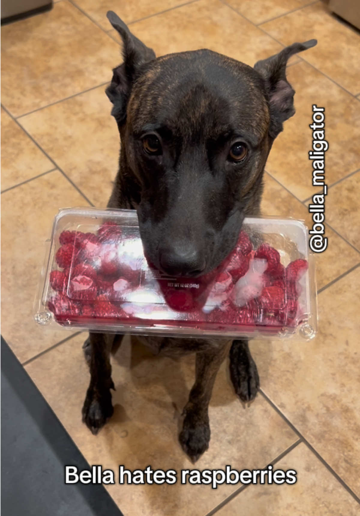 No raspberries for Bella #raspberries #nothankyou #spittingdog #belladog #automatictrashcan 