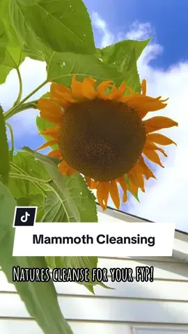 #mammothsunflowers #sunflower #nature #Love #fyp 