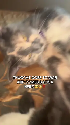 THUGCAT IS SUCH A HERO🥹