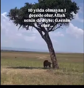 🙏neyin ne zaman nerde kısmet olacağını bilemezsin yeterki umudunu kaybetme... 