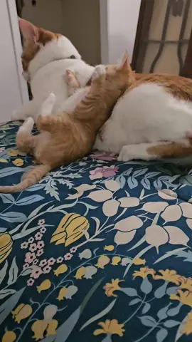 Houie remember you were just like Butter when you were a baby #catsoftiktok #fyp #catslovers #cat #kittens 